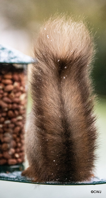 Red Squirrels