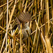 Cetti's warbler