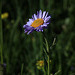 Showy Fleabane