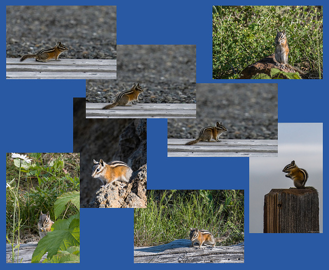 meine Freunde, die 'Chipmunks' (© Buelipix)