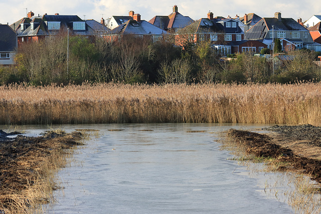 EOS 90D Peter Harriman 12 28 21 02134 frozen dpp