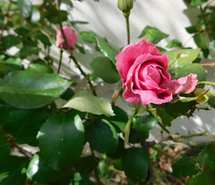 Ma rose pour vous**************