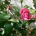 Ma rose pour vous**************