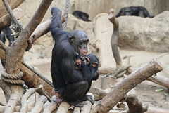 Schimpansendame mit Kind