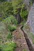 Levada und Natur im Januar