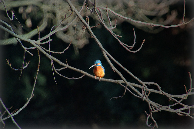 Eisvogel am Weiher