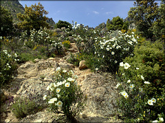 Gum cistus and granite. The path up to El Cancho Gordo.