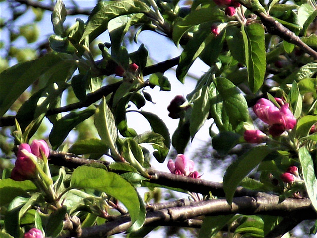 The buds will soon be in full bloom