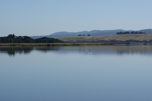 Sea Eagle On The Tamar