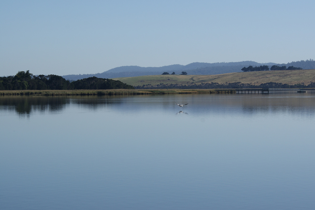 Sea Eagle On The Tamar
