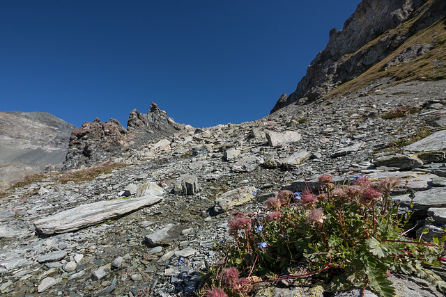 vergissmeinnicht  - schöner Wanderweg :)