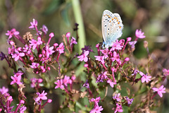 Naturellement votre