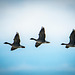Canada geese7