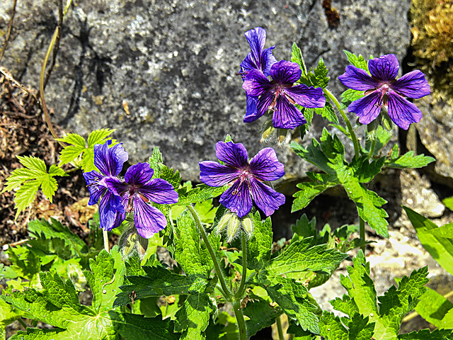 20200517 7410CPw [D~LIP] Kaukasischer Storchschnabel (Geranium ibericum), UWZ, Bad Salzuflen