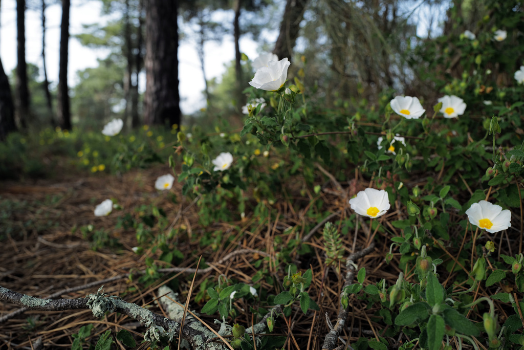 Cistus salvifolius, Monte Gordo