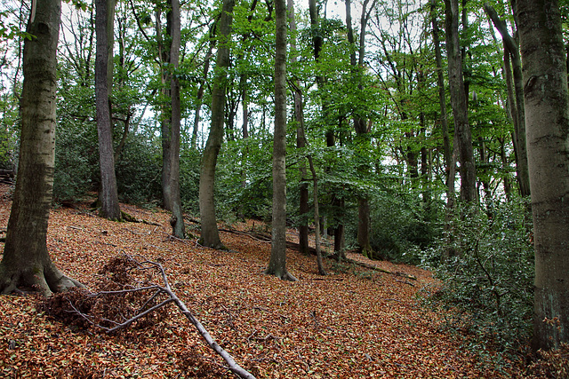 Waldstück im Paasbachtal (Sprockhövel) / 16.08.2020