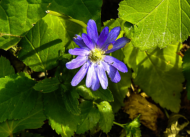 20220620 1285CPw [D~LIP] Balkan-Windröschen (Anemone blanda), Bad Salzuflen