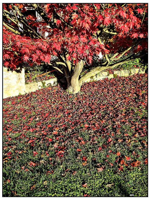 Markgräflerland Herbst 22