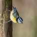 Blue tit