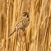 Reed bunting