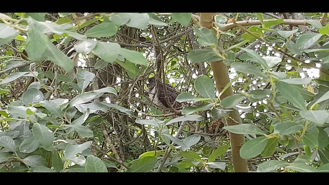 Cuckoo - Cuculus canorus