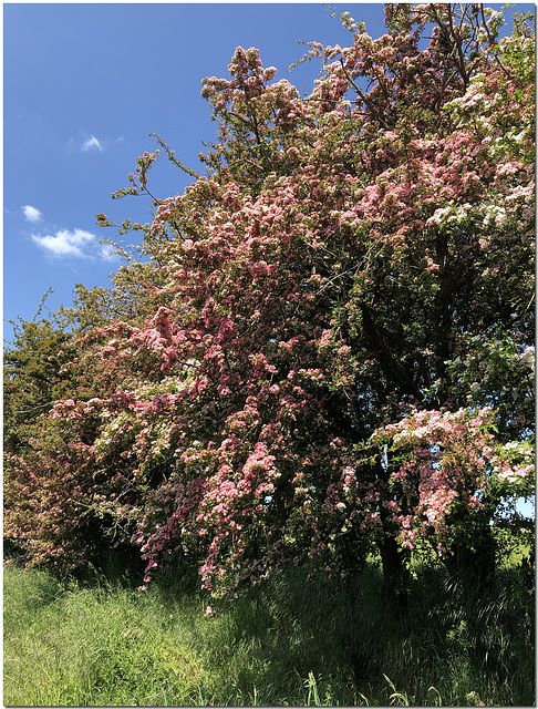 Essex Hedgerow