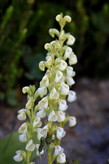 Leafy Lousewort