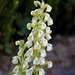 Leafy Lousewort