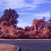 Levengrove Park - IRChrome