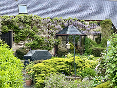 The Wisteria blossoms are taking over the Courtyard