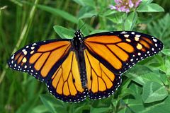 Monarch Butterfly