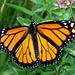 Monarch Butterfly