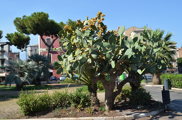 Catania, Huge Cactus on the Square in front of Castello Ursino