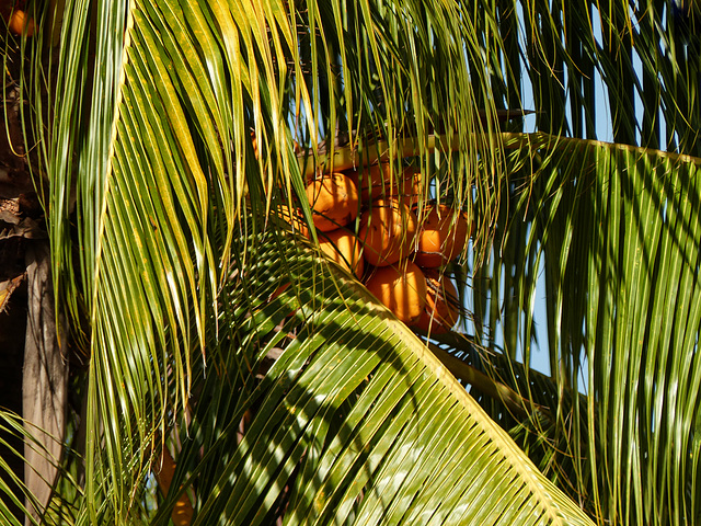 Nariva Swamp afternoon, Trinidad