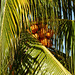 Nariva Swamp afternoon, Trinidad