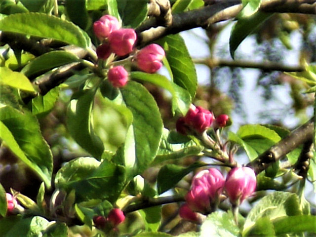 Such a lovely bright pink