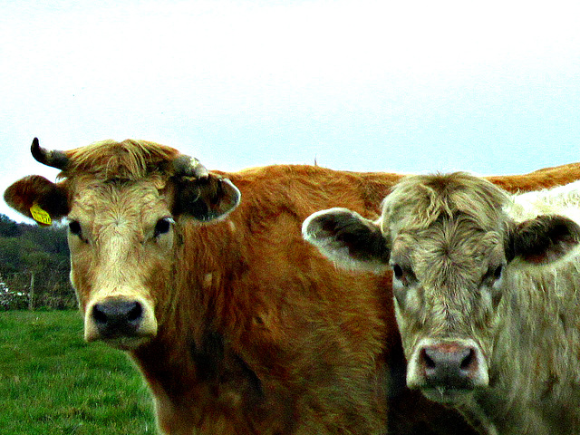 Two lovely cows were keeping a close eye on me.