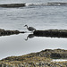 Grey Heron at the Castle Sands Pool - St. Andrews