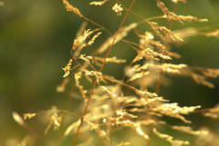 Golden