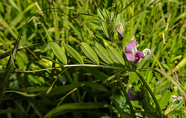 20200517 7411CPw [D~LIP] Saat-Wicke (Vicia sativa), UWZ, Bad Salzuflen