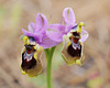 Ophrys tenthredinifera, Monte Gordo