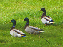 Bachelor party in progress by the pond!