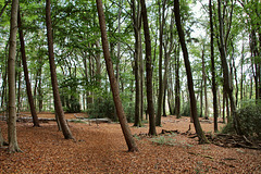 Natur im Paasbachtal (Sprockhövel) / 16.08.2020