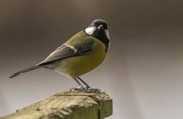 Great tit