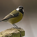 Great tit