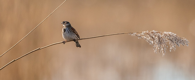 Reed bunting