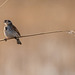 Reed bunting