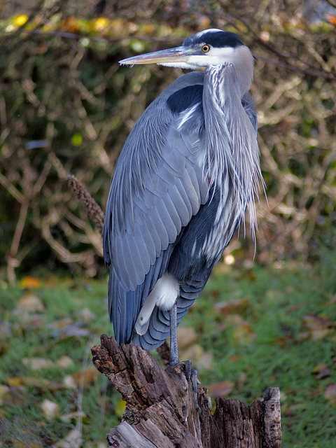 Great Blue Heron Portrait