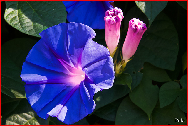 Gloria de la mañana [Ipomoea purpúrea]