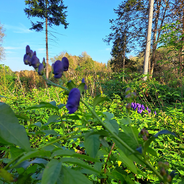 Eisenhut (Aconitum)